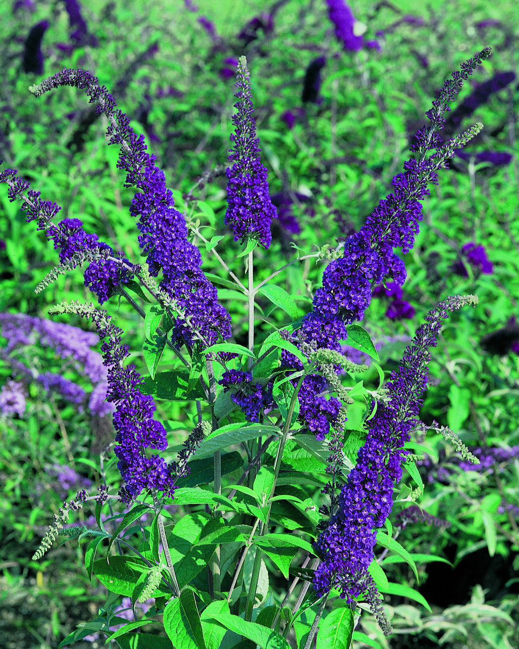 Blue Razz Buddleia Dark Blue Buddleia Flower Seeds – Garden Planting for Vibrant Blooms