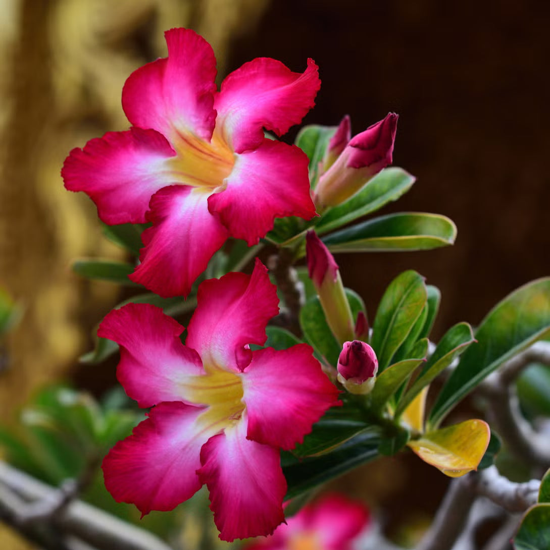Potted Adenium Desert Rose Plant