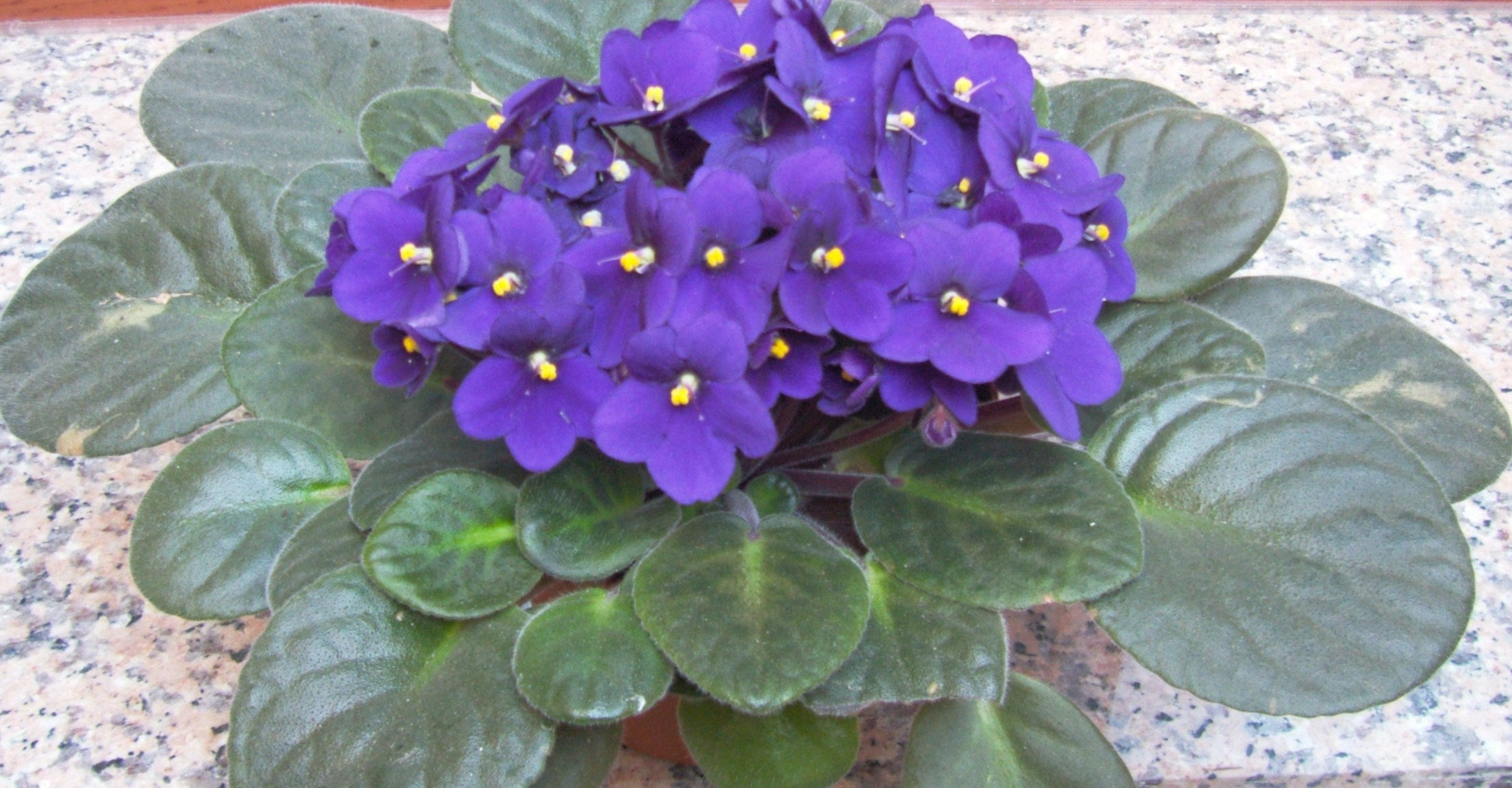 Potted Saintpaulia Plants Indoors