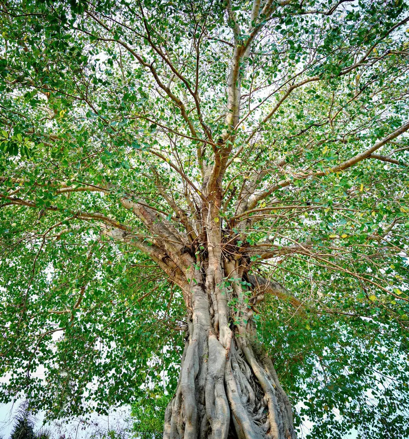 Bodhi Tree Seeds for Planting