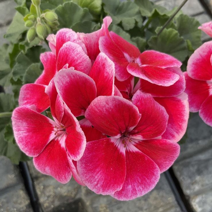Dark Pink White Geranium Flower Seeds for Planting Seasonal Bloomer Heirloom & GMO Free Seeds for Home Garden
 
 Sale