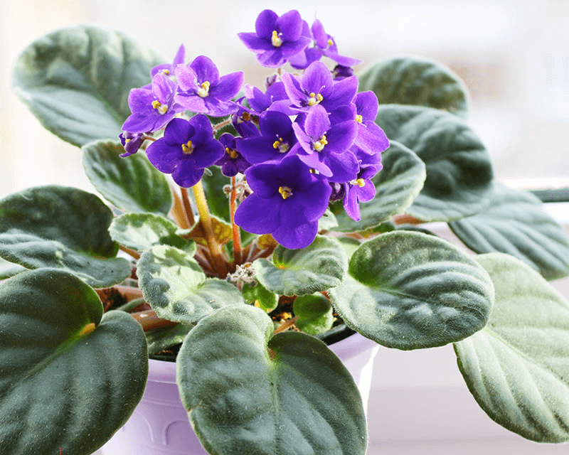 Light Purple Mini Violet Flower Seeds for Planting Perfect for Borders Heirloom & GMO Free Seeds for Home Garden
 
 Sale