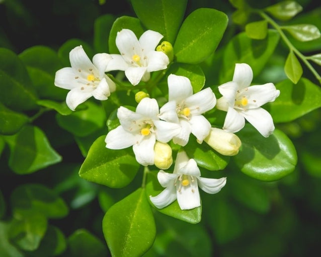 Murraya Paniculata Flower seeds for Planting Long Bloom Season Heirloom & GMO Free Seeds for Home Garden