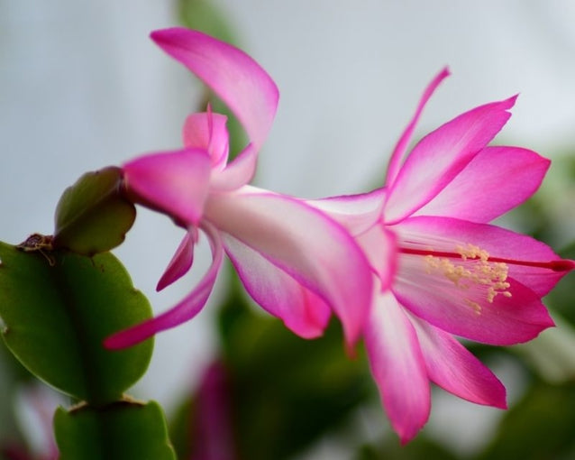 Zygocactus Purple Flower seeds for Planting - Shade Tolerant, Heirloom & GMO Free Seeds for Home Garden
