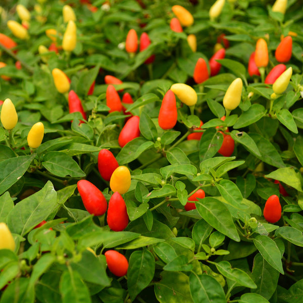 Evergrowseeds Texas Chiltepin Pepper Seeds for planting, featuring small Capsicum annuum chili peppers in vibrant red and green.