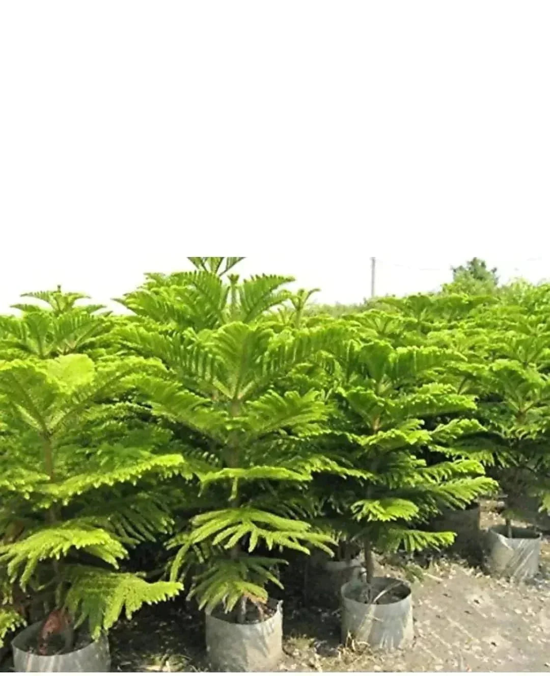 Light Green Araucaria Foliage Seeds For Planting Plant Seeds