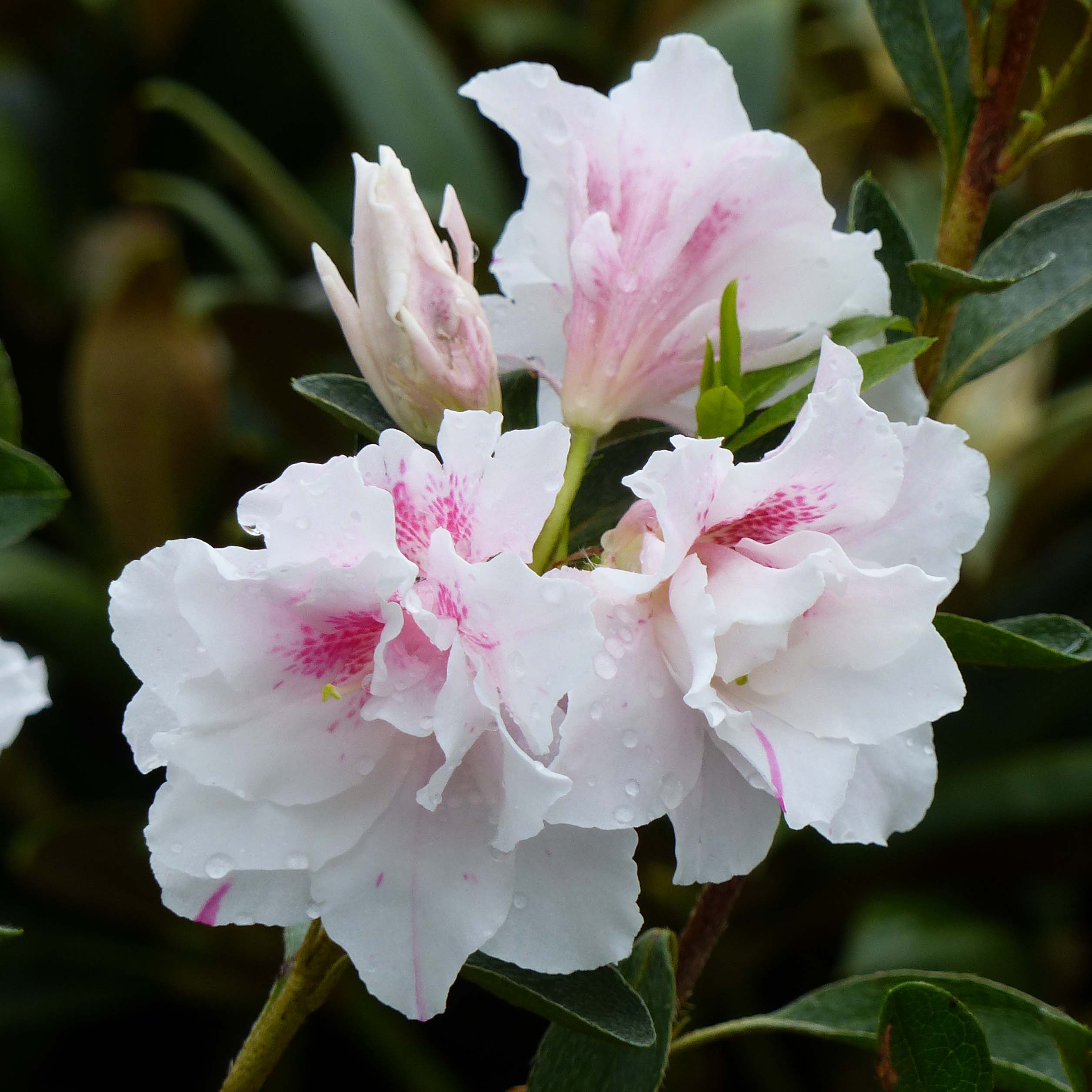 Premium Azalea Seeds Mix for Vibrant Blooming Season