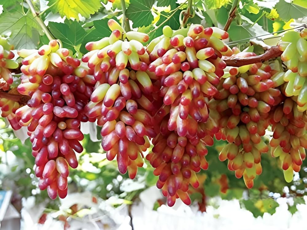 Manicure Finger Grape Fruit Seeds for Planting  Grow Sweet Grapes in Your Garden
