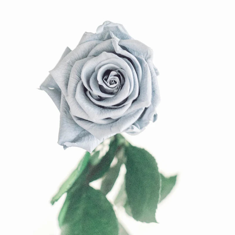 Gray Rose Flower Seeds for Planting Vibrant Colors Heirloom & GMO Free Seeds for Home Garden
 
 Sale