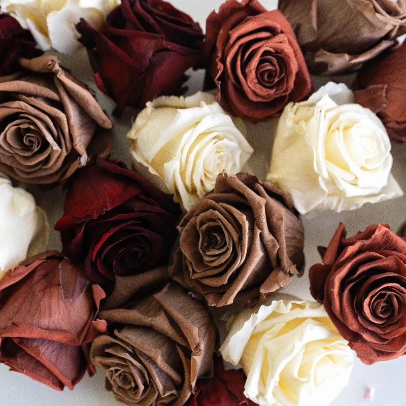 White and Brown Rose Flower seeds for Planting - Shade Tolerant, Heirloom & GMO Free Seeds for Home Garden