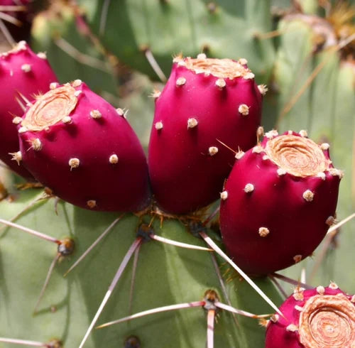 Fresh Kaktusfeige Flower seeds for Planting - Fragrant Blossoms, Heirloom & GMO Free Seeds for Home Garden