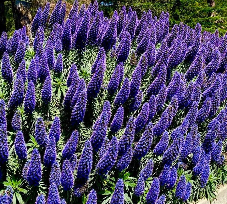 Blue Fastuosum Flower seeds for Planting - Easy to Grow, Heirloom & GMO Free Seeds for Home Garden