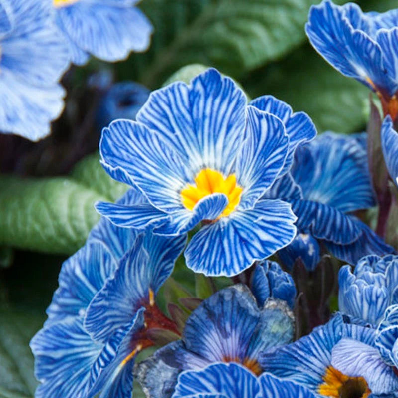 Blue White Primula Flower Seeds for Planting Vibrant Colors Heirloom & GMO Free Seeds for Home Garden
 
 Sale