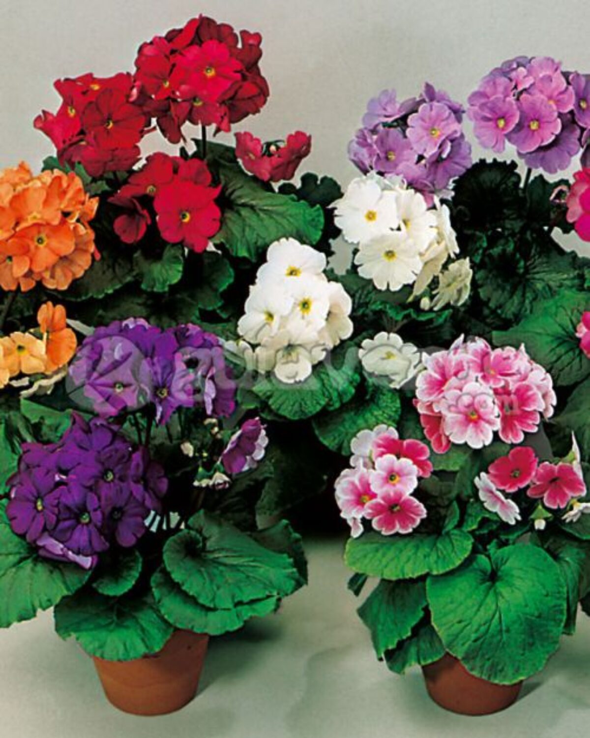 Mixed Primrose OR Primula Obconica Flower Seeds Violet Flower seeds for Planting - Long Bloom Season, Heirloom & GMO Free Seeds for Home Garden
