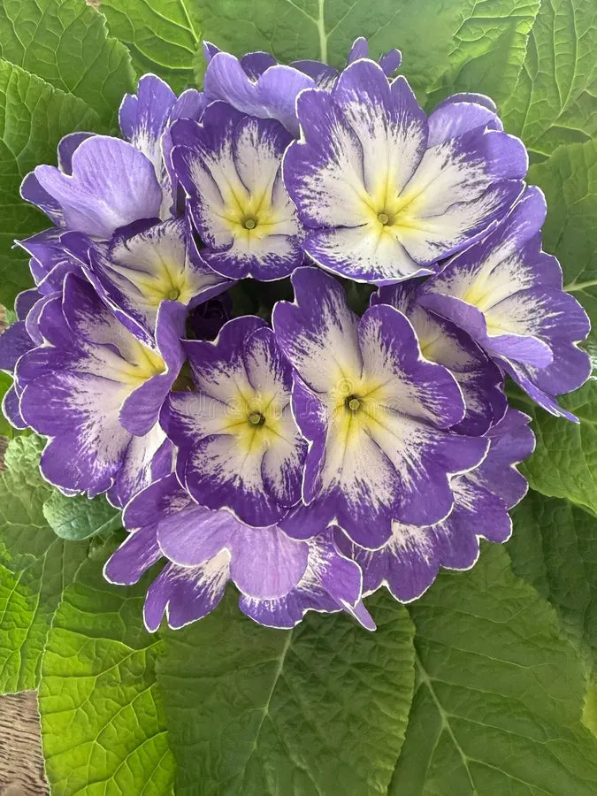 Violet Primula Flower seeds for Planting - Long Bloom Season, Heirloom & GMO Free Seeds for Home Garden