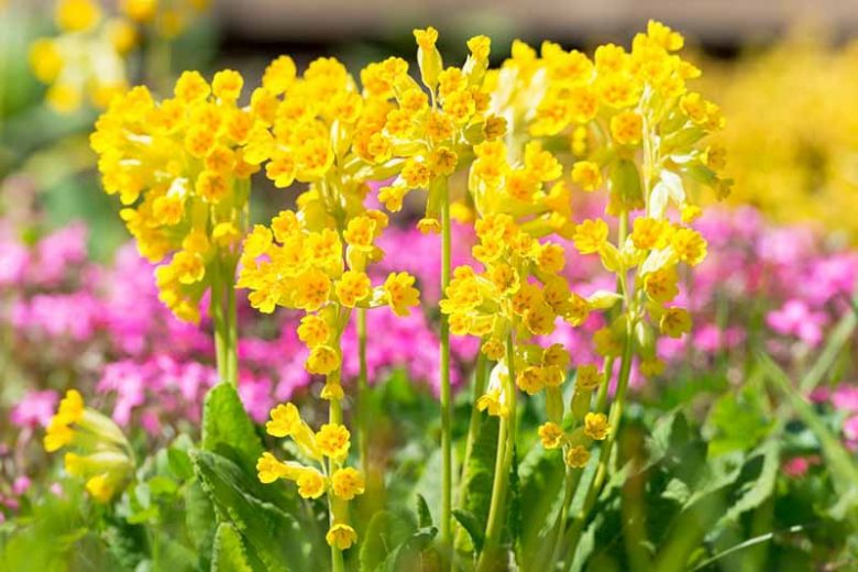 Yellow Primula Flower Seeds for Planting Premium Quality Heirloom & GMO Free Seeds for Home Garden
 
 Sale