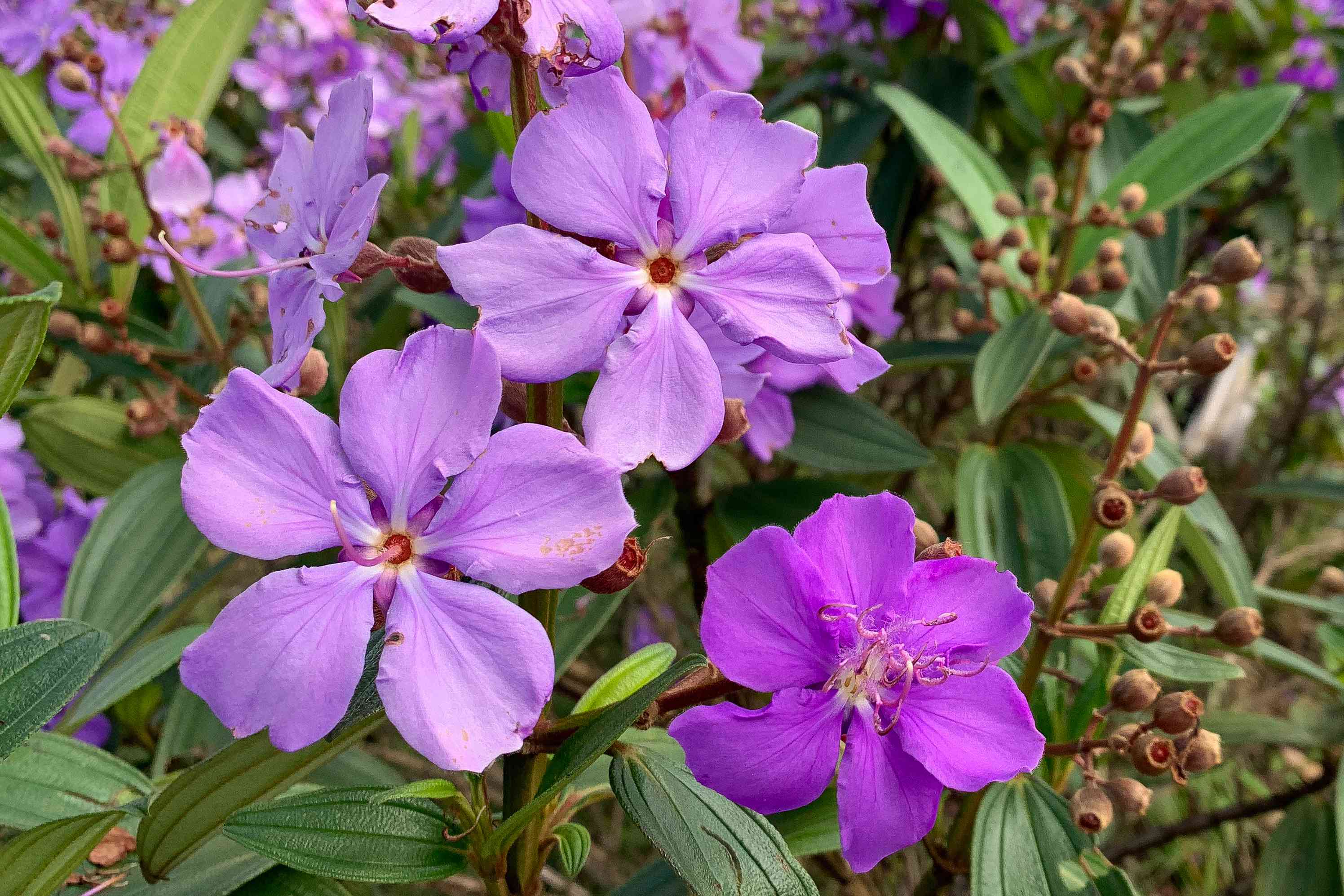 Purple Tibouchina Flower seeds for Planting - Shade Tolerant, Heirloom & GMO Free Seeds for Home Garden