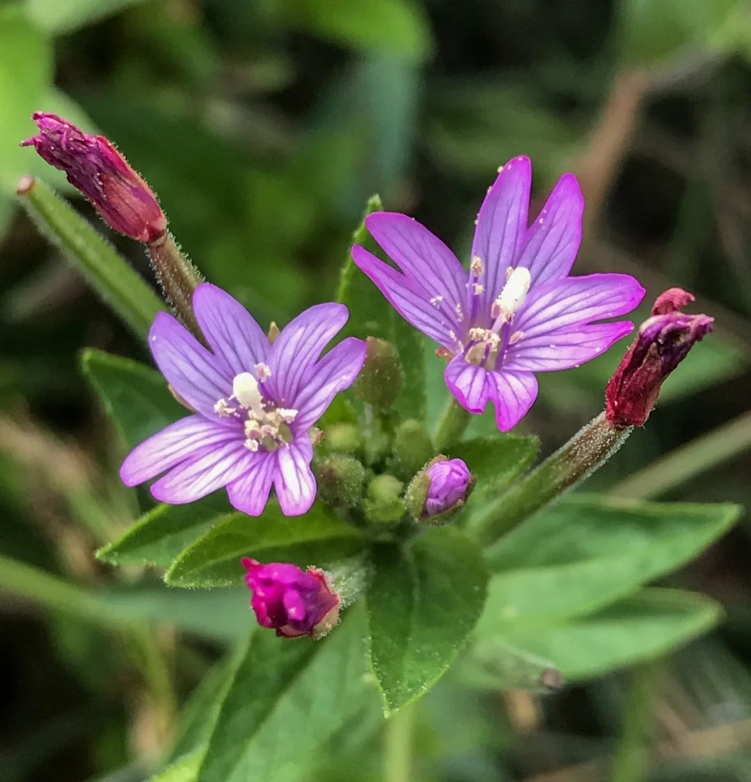 Epilobium Glandulosum Flower seeds for Planting - Easy to Grow, Heirloom & GMO Free Seeds for Home Garden