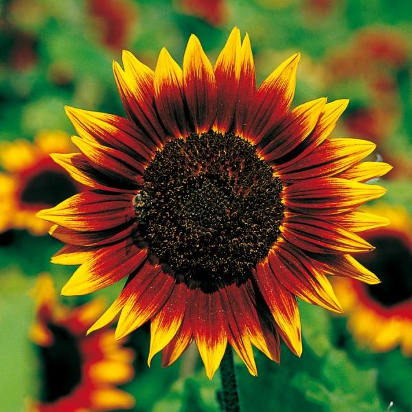 Orange Red SunFlower seeds for Planting - Fragrant Blossoms, Heirloom & GMO Free Seeds for Home Garden