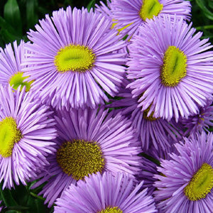 Erigeron Azure Fee Seeds for Blue Daisy-Like Flowers