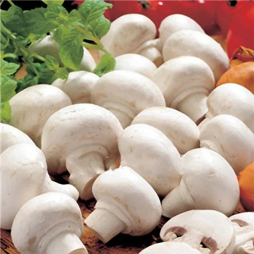 Mushroom Vegetable Seeds for Planting