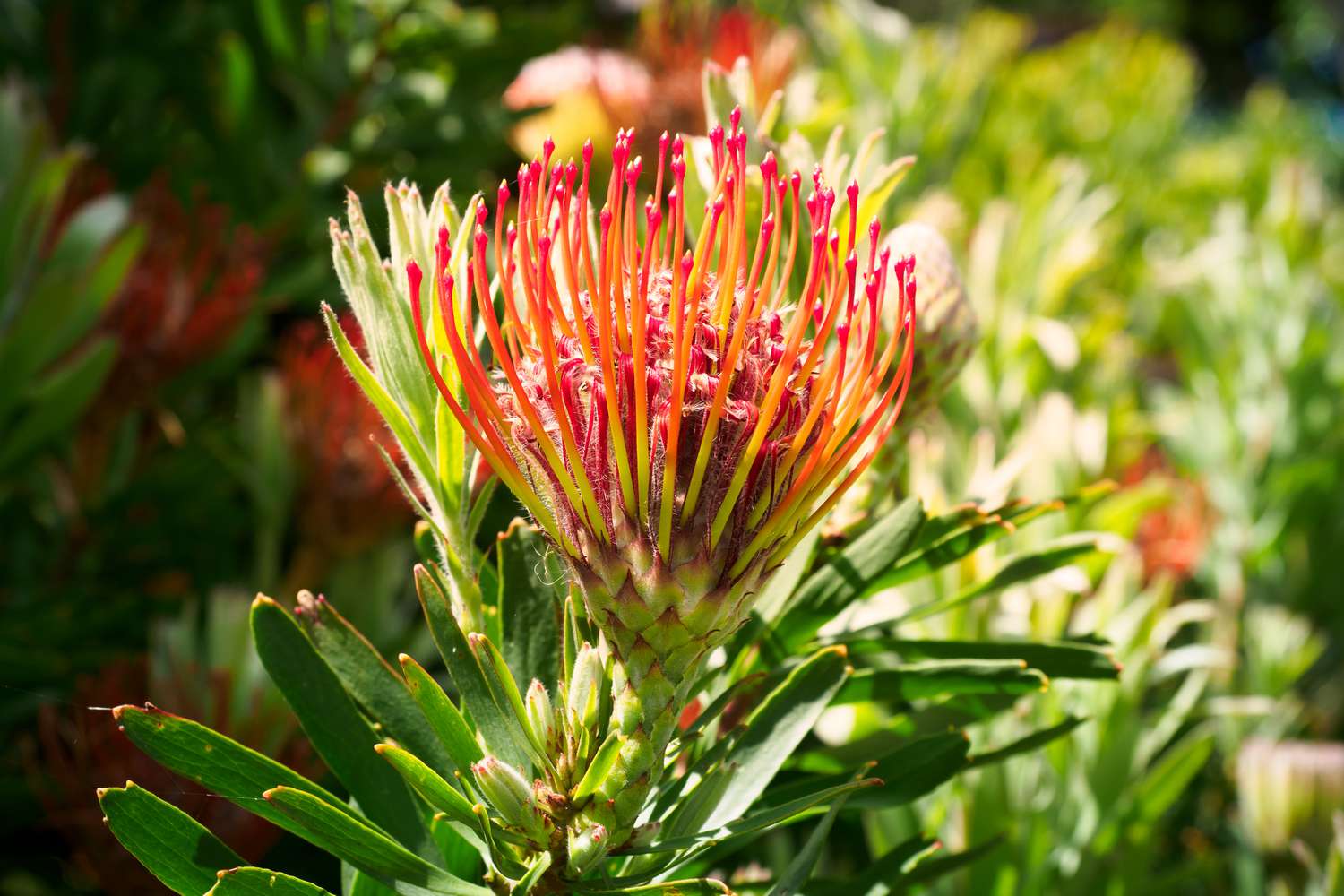 Protea Flower Planting Seeds for Vibrant Gardens