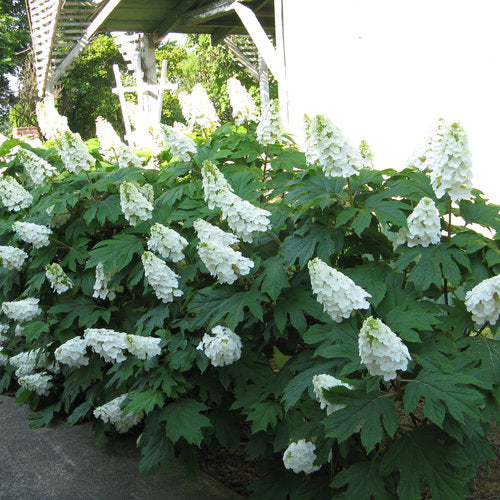 Mix Quercifolia Flower seeds for Planting - Premium Quality, Heirloom & GMO Free Seeds for Home Garden