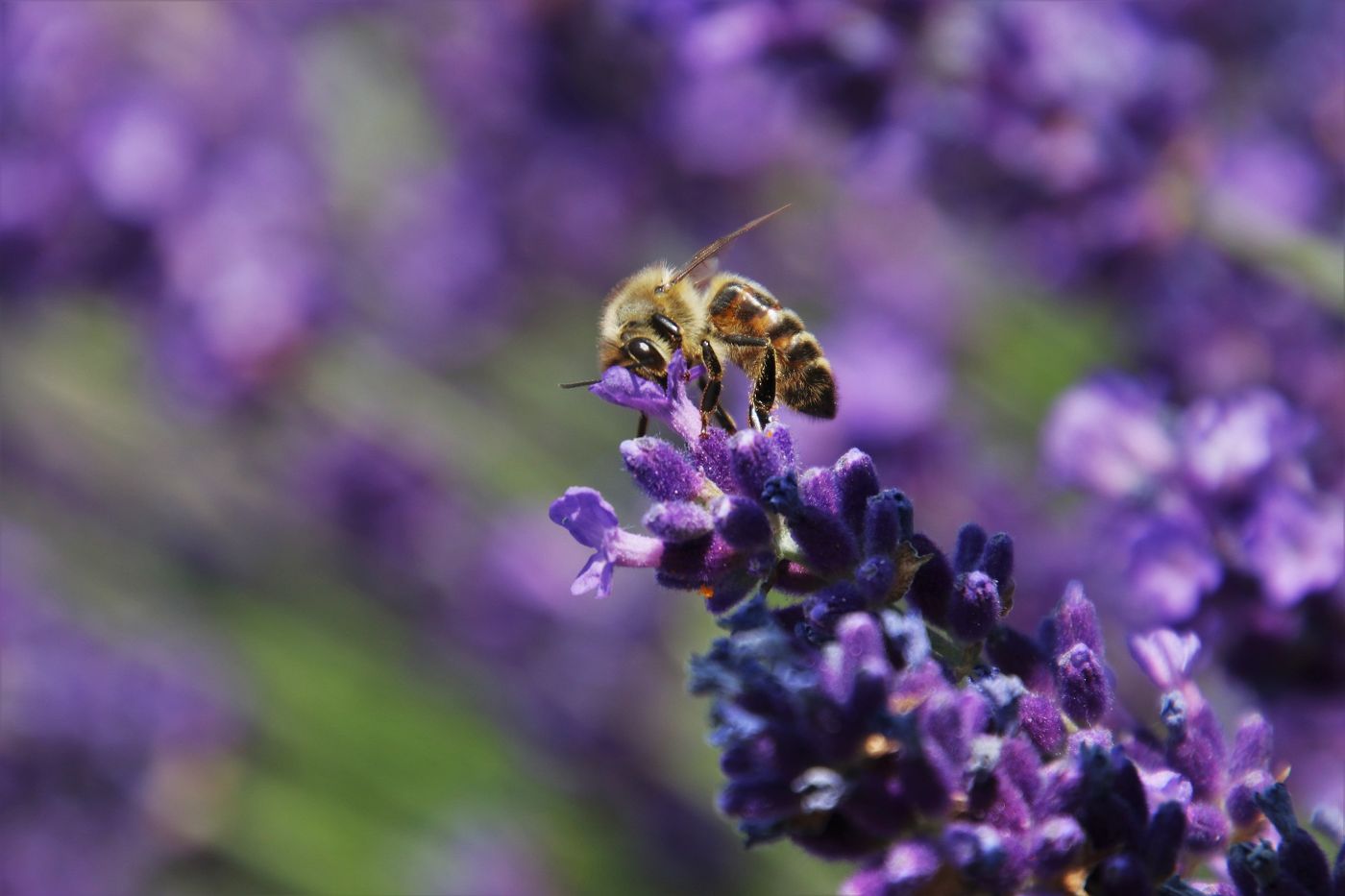 Provence Lavender Planting Seeds - Grow Elegant Perennial Flowers - Evergrowseeds