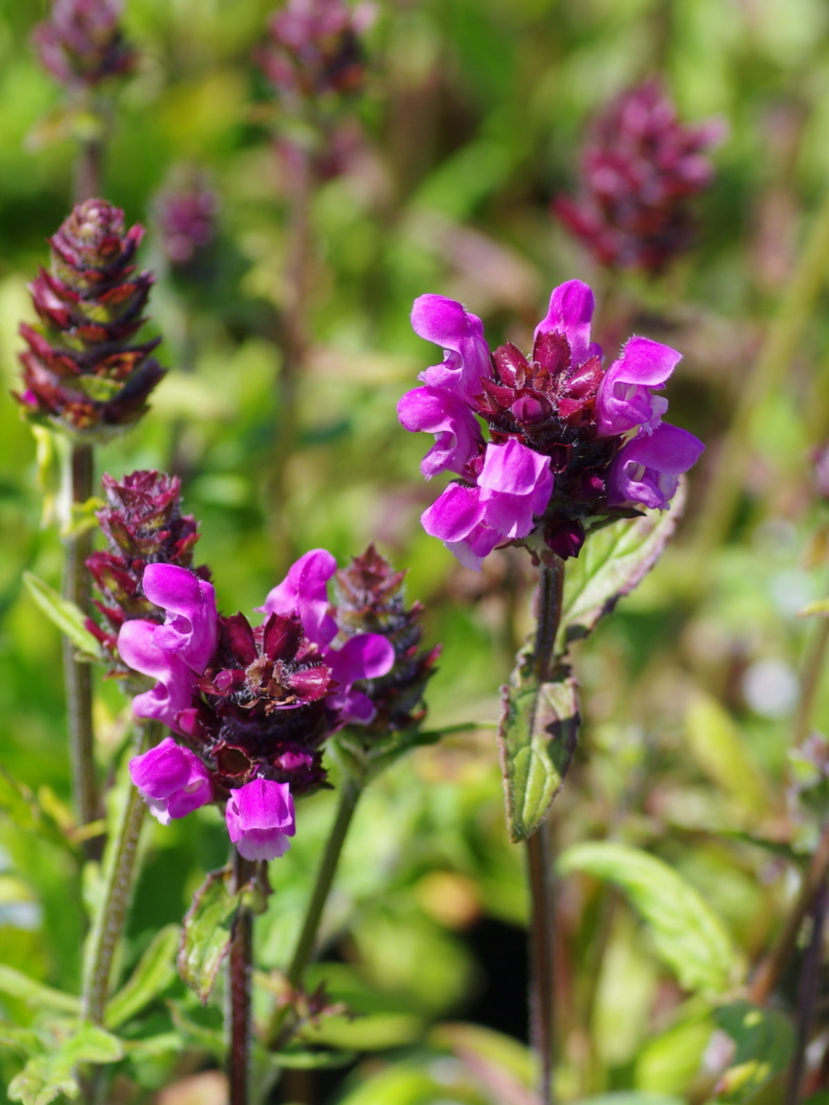 Grandiflora Rubra Flower seeds for Planting - Shade Tolerant, Heirloom & GMO Free Seeds for Home Garden