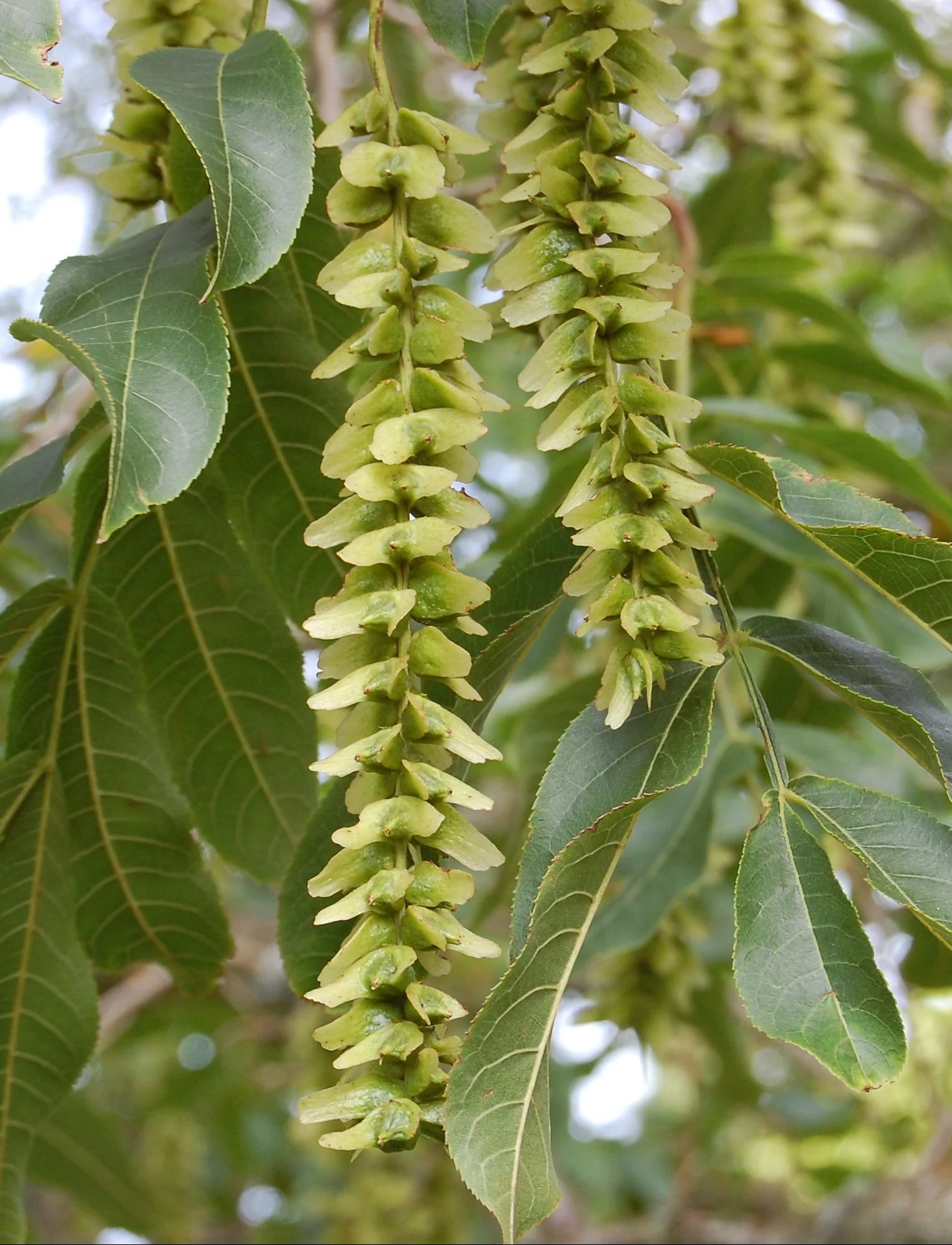 Pterocarya Stenoptera Flower seeds for Planting - Bright Blooms, Heirloom & GMO Free Seeds for Home Garden