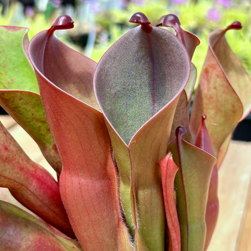 Red Heliamphora Pulchella Flower seeds for Planting - Hardy Variety, Heirloom & GMO Free Seeds for Home Garden