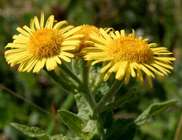 Enula Asteraceae Flower seeds for Planting - Colorful Display, Heirloom & GMO Free Seeds for Home Garden