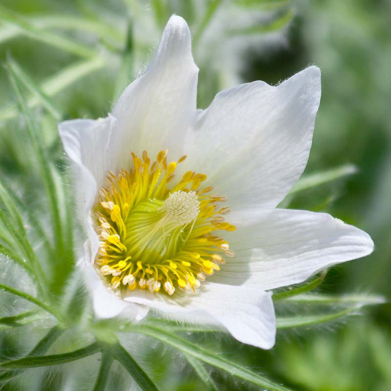 White Pasque Flower seeds for Planting - Long Bloom Season, Heirloom & GMO Free Seeds for Home Garden