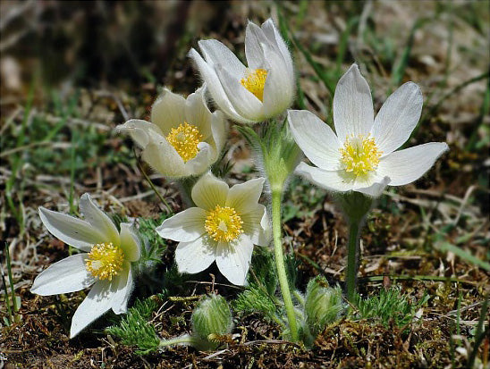 White Pasque Flower seeds for Planting - Long Bloom Season, Heirloom & GMO Free Seeds for Home Garden