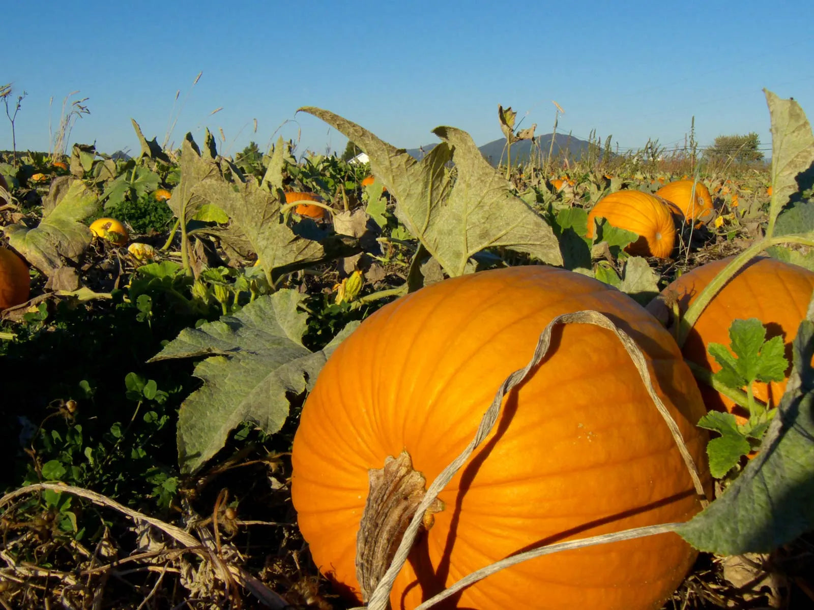 Brown Pumpkin Seeds for Planting - Grow Your Own Harvest