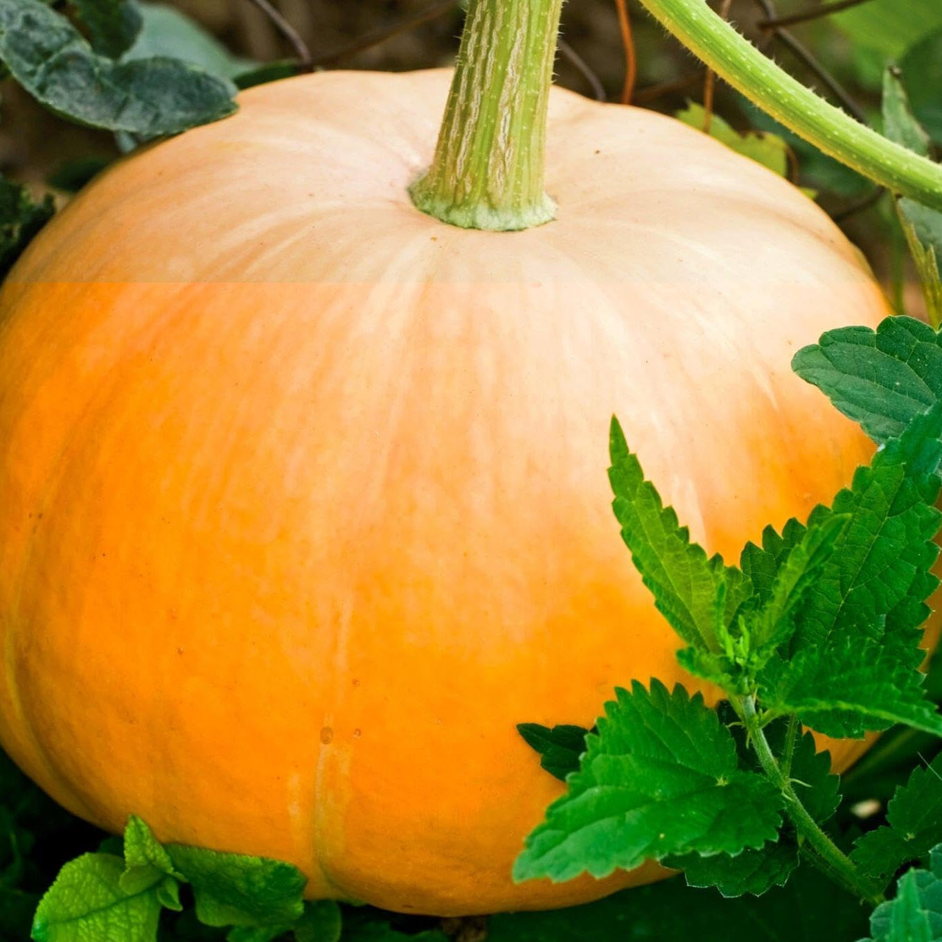 Healthy Cucurbita pepo pumpkin plant showing sprawling vine growth