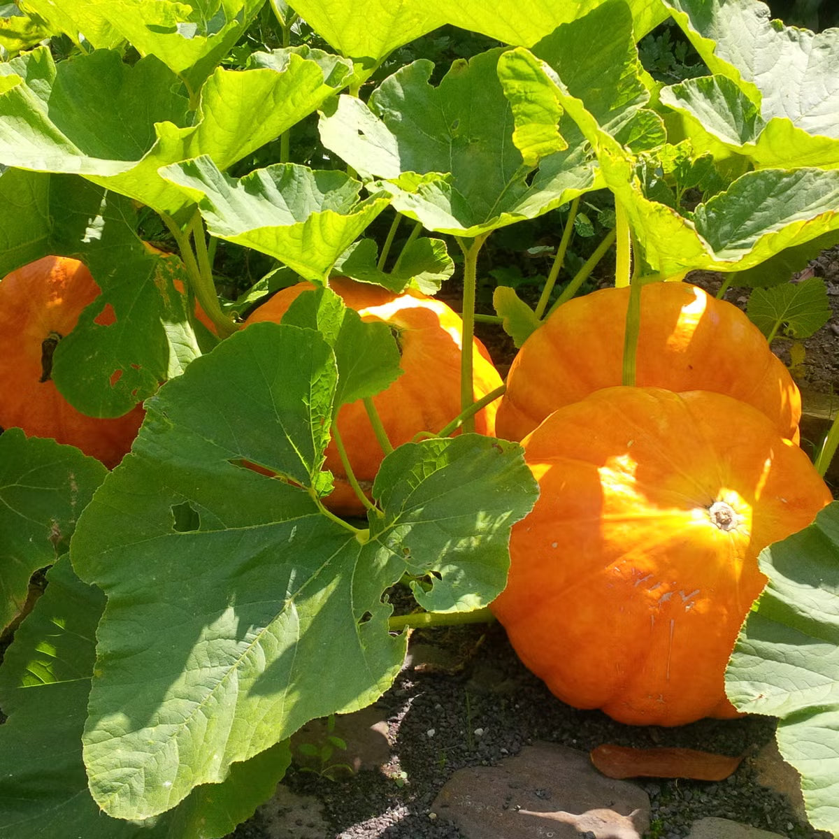 Vegetable Pumpkin Seeds Collection for Easy Planting