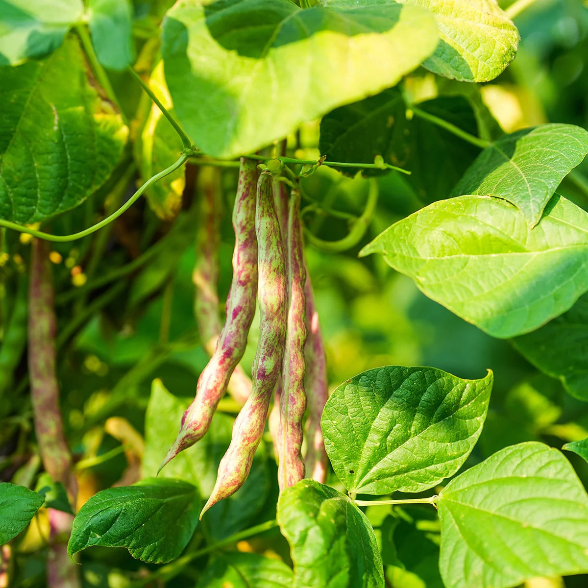 Mixed Pinto Bean Seeds for Garden Planting