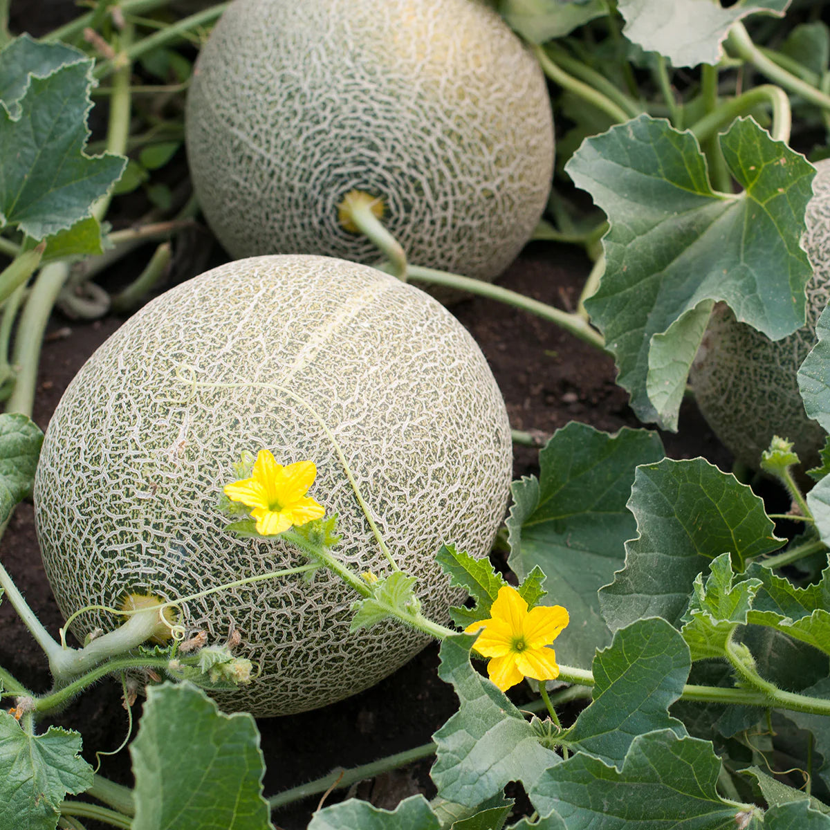 Cantaloupe Seeds for Planting: Cream Variety