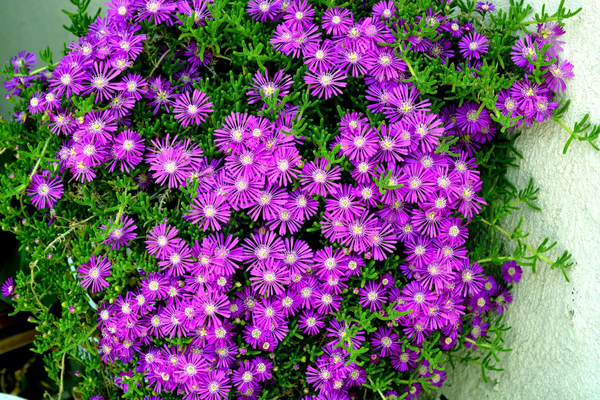 Pink Crownvetch Flower seeds for Planting - Cottage Garden Essential, Heirloom & GMO Free Seeds for Home Garden