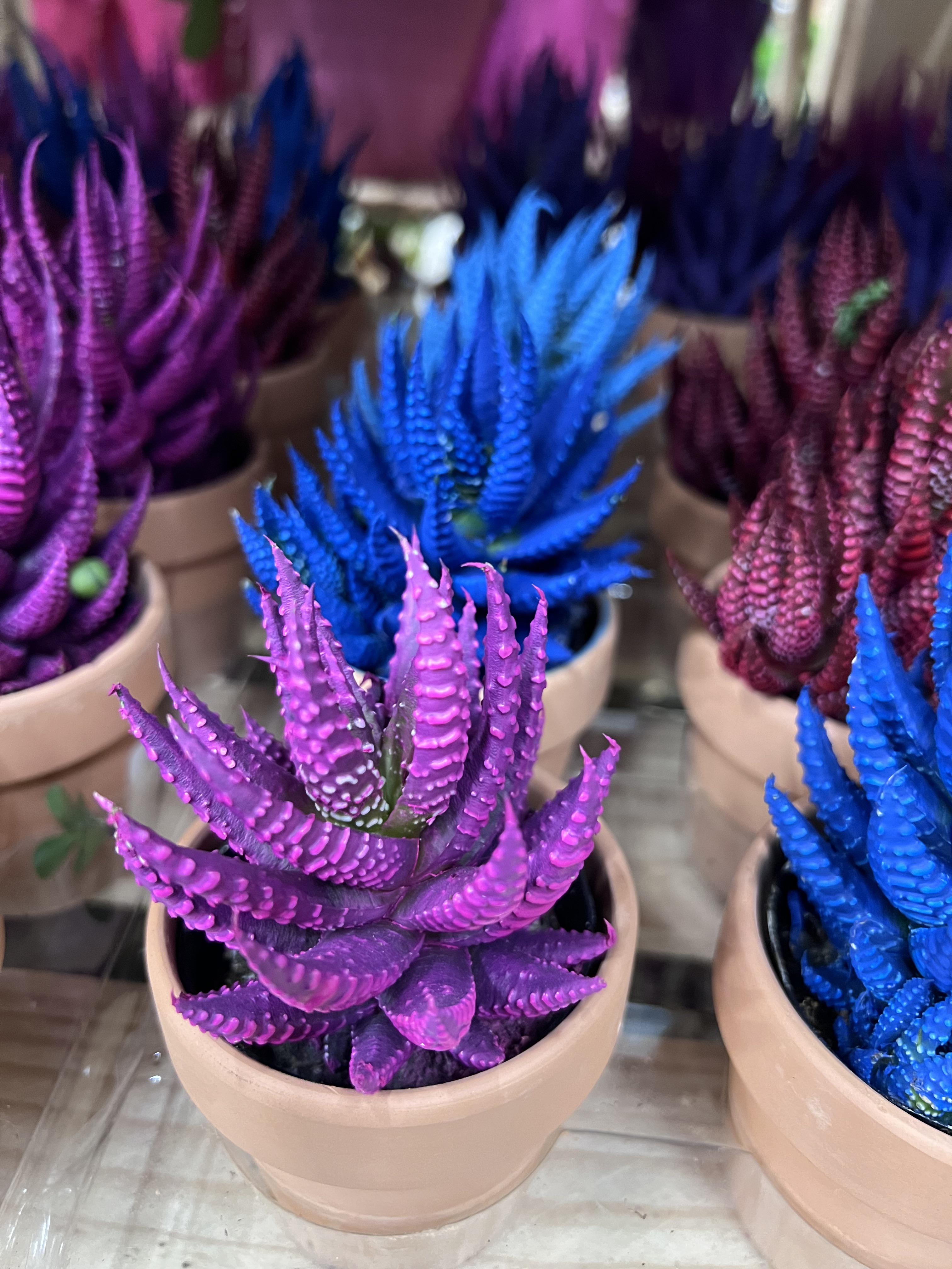 Purple Aloe Cameron Seeds Germinating in Well-Drained Soil