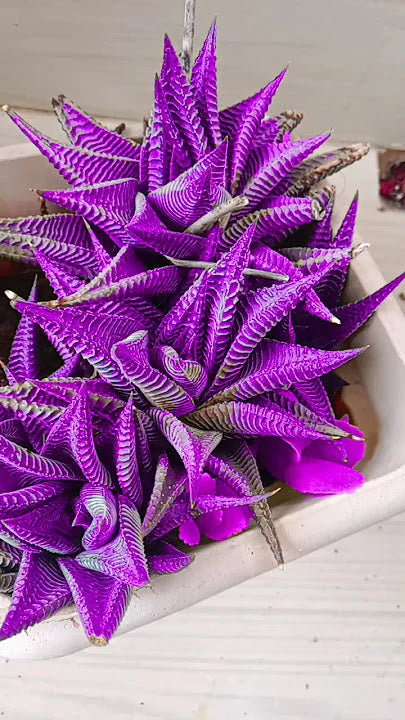Exotic Aloe Cameron Seeds for Planting - Dark Blue & White for Unique Gardens