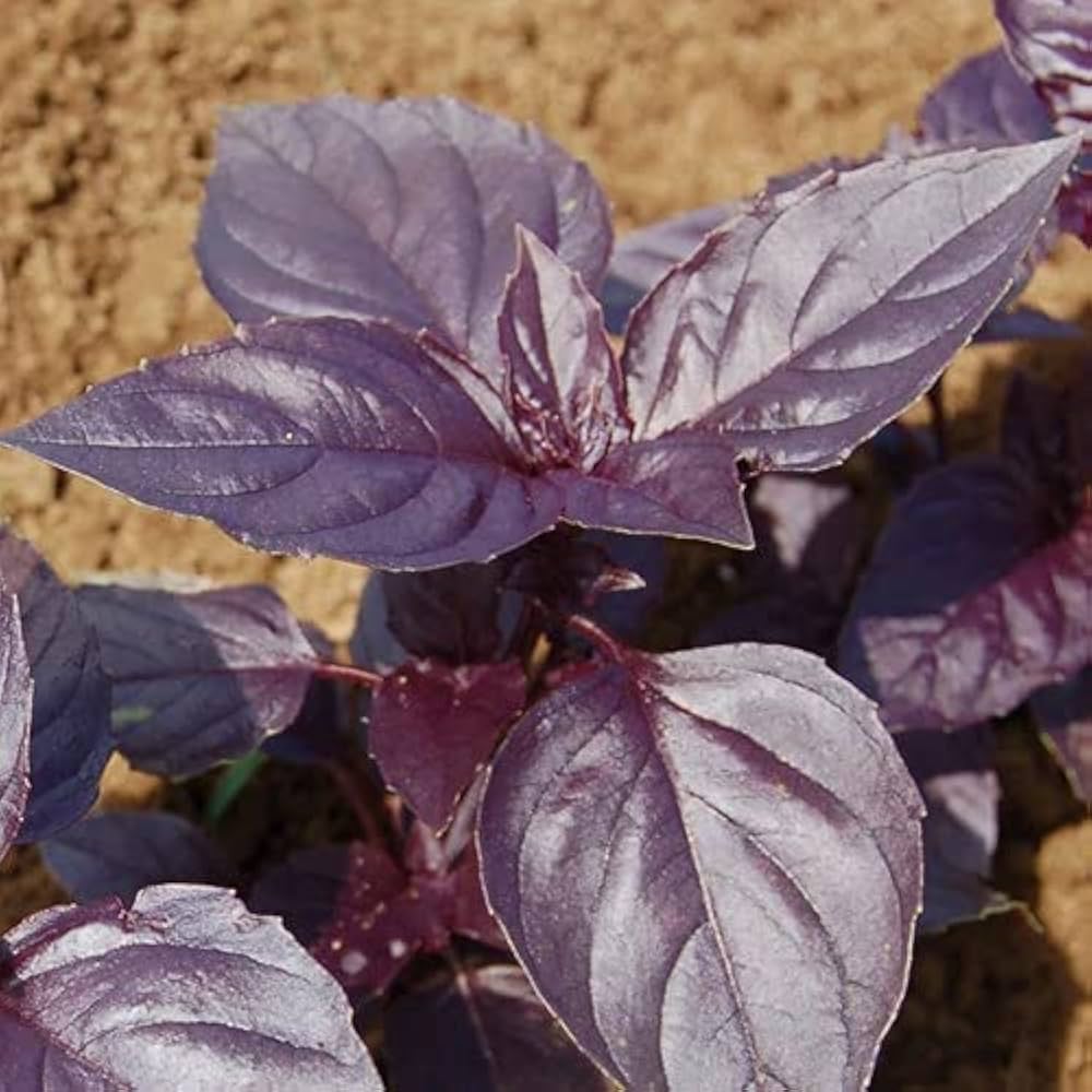 Purple basil seeds for planting