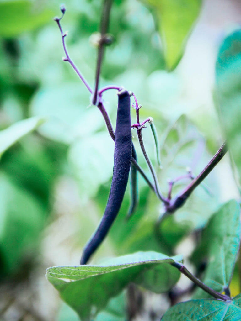Burgundy Bean Seeds for Vegetable Planting