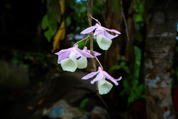 White Purple Bell Orchid Flower seeds for Planting - Drought Tolerant, Heirloom & GMO Free Seeds for Home Garden