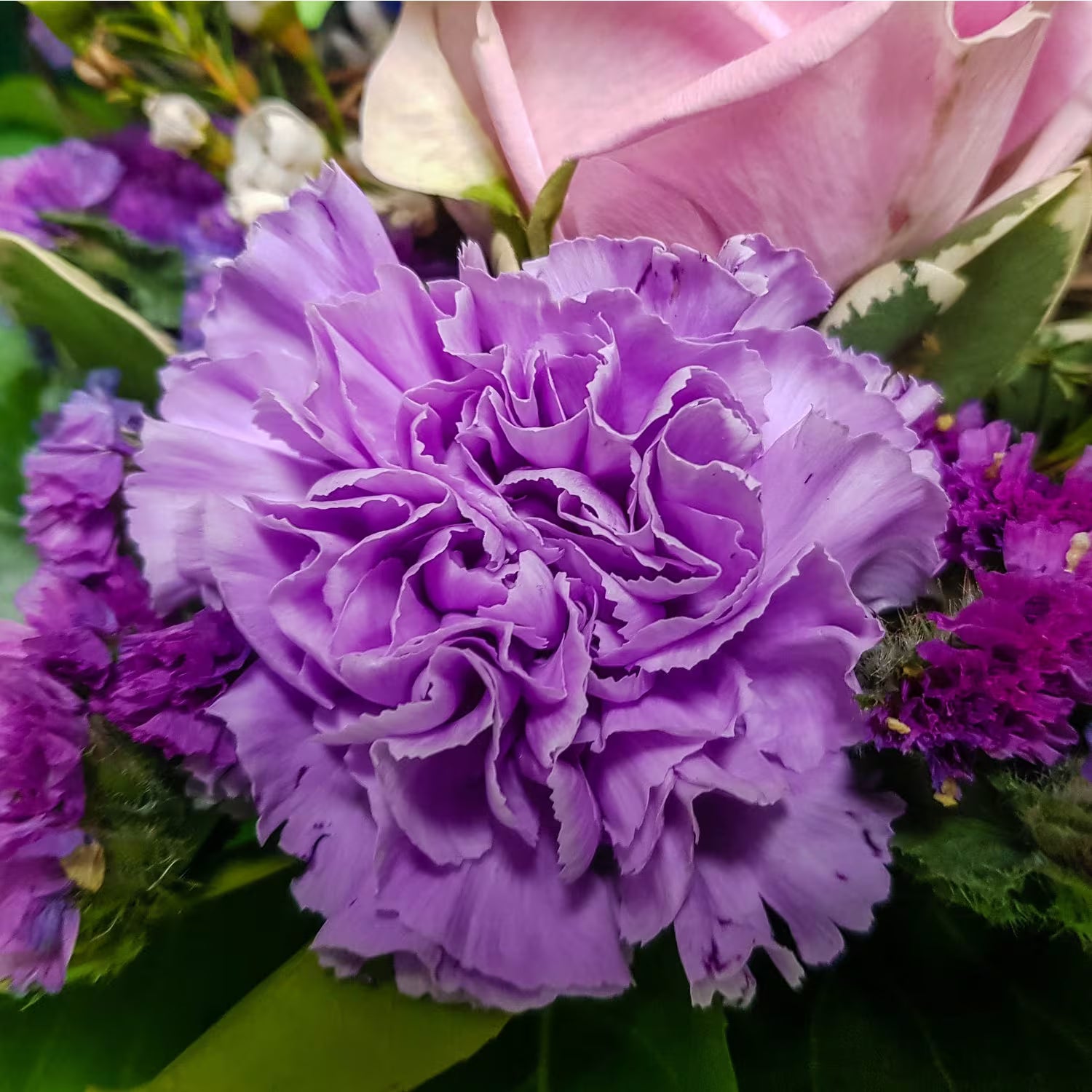 Violet Carnation Flower seeds for Planting Premium Quality Heirloom & GMO Free Seeds for Home Garden