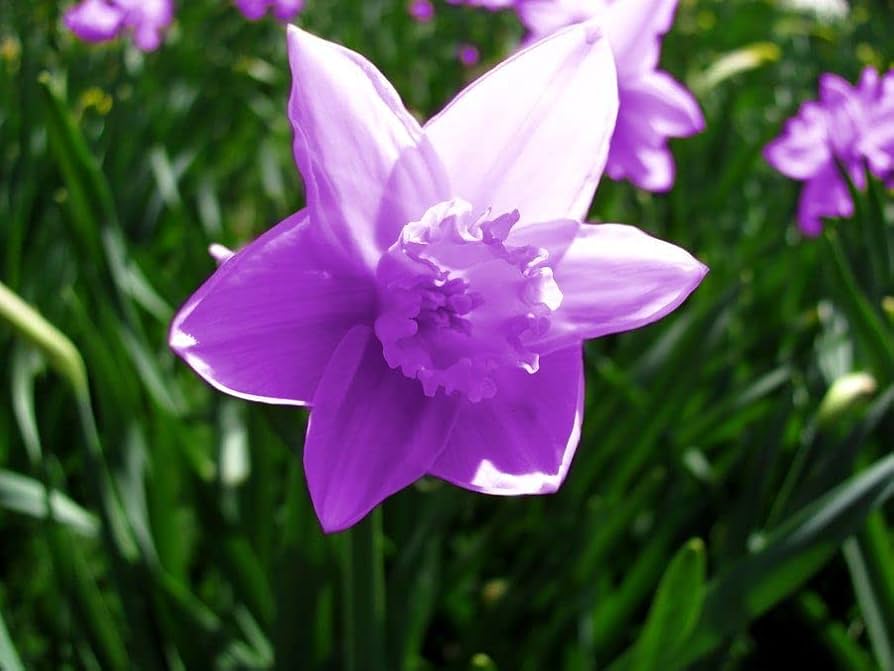 Elegant purple daffodil blossoms in sunlight