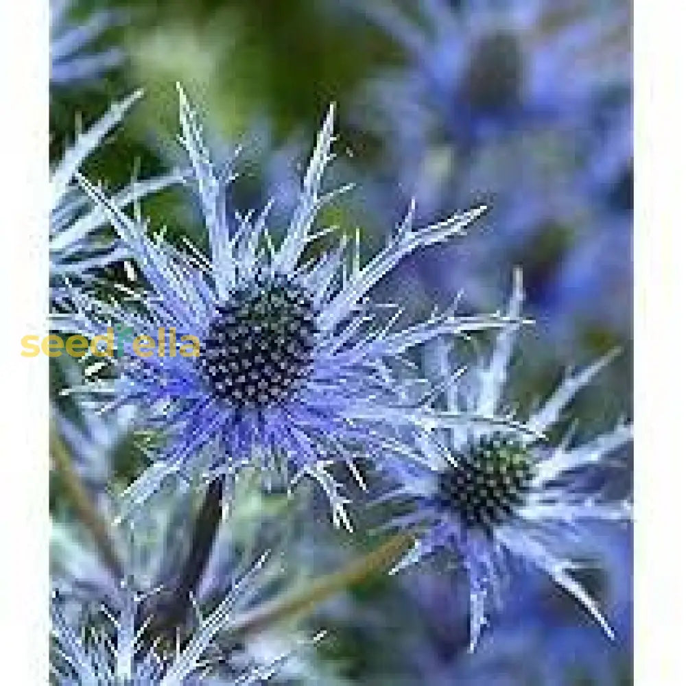 Purple Eryngium Alpinum Superbum Seeds For Planting - Perennial Flower Garden Elegance