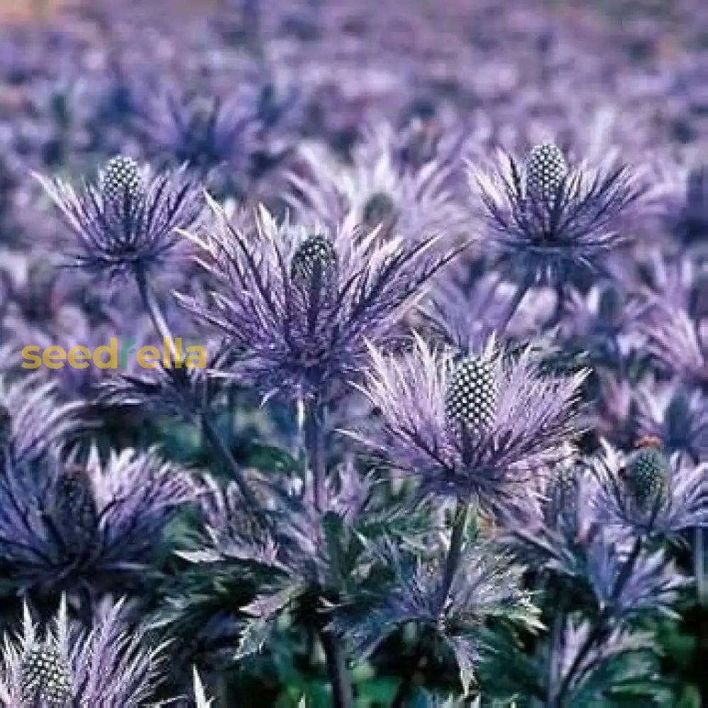 Purple Eryngium Alpinum Superbum Seeds For Planting - Perennial Flower Garden Elegance
