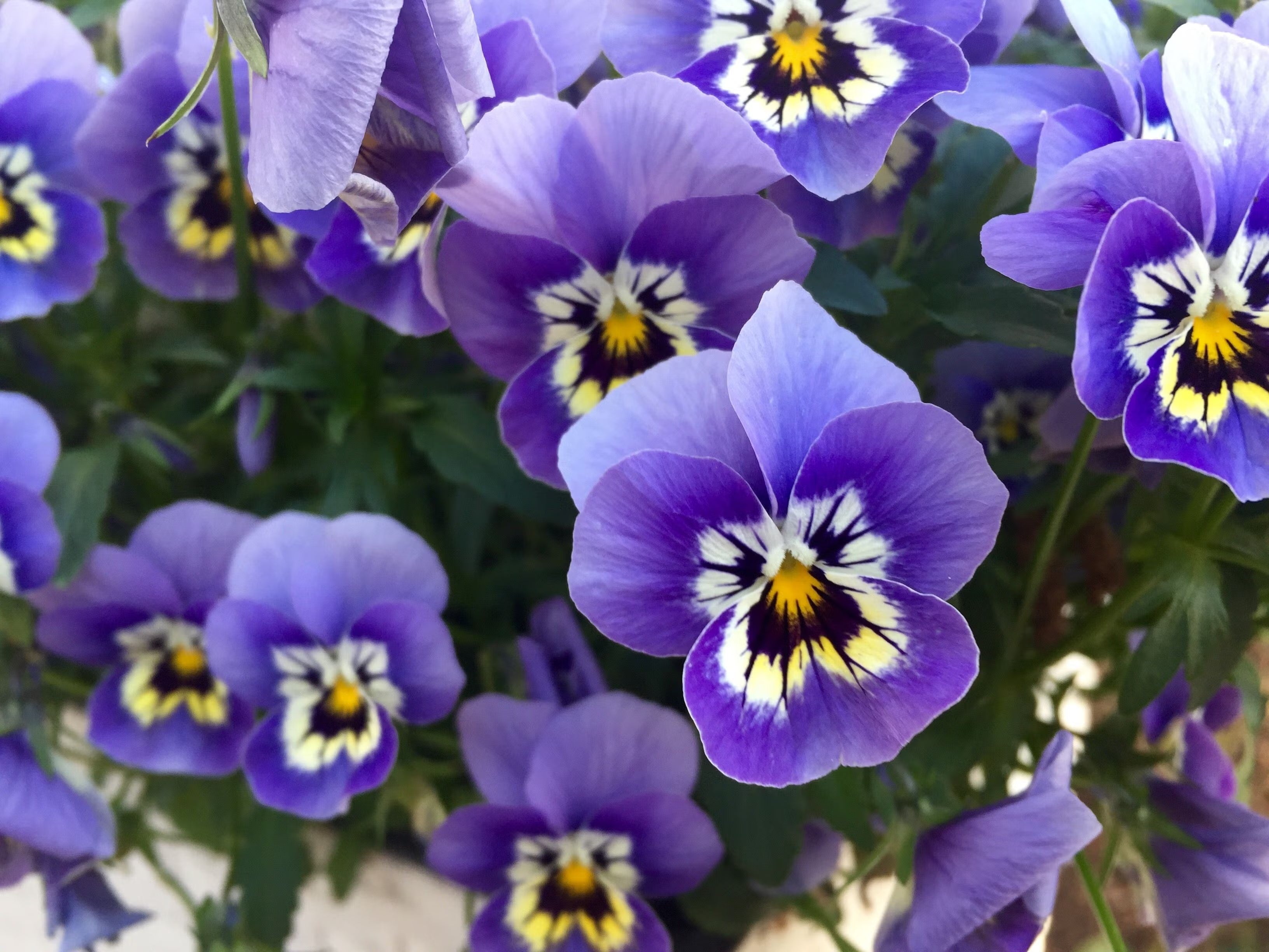 Pansy Purple Flower Seeds for Planting - Stunning Purple Blooms - Evergrowseeds